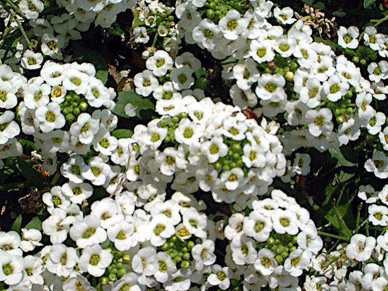 XC[gAbT(Sweet Alyssum)