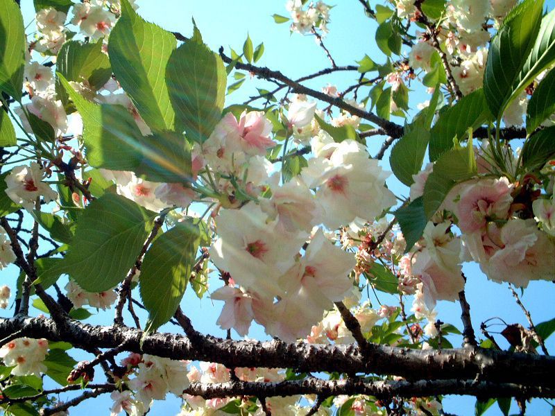 ウコンザクラ 鬱金桜 かぎけんweb