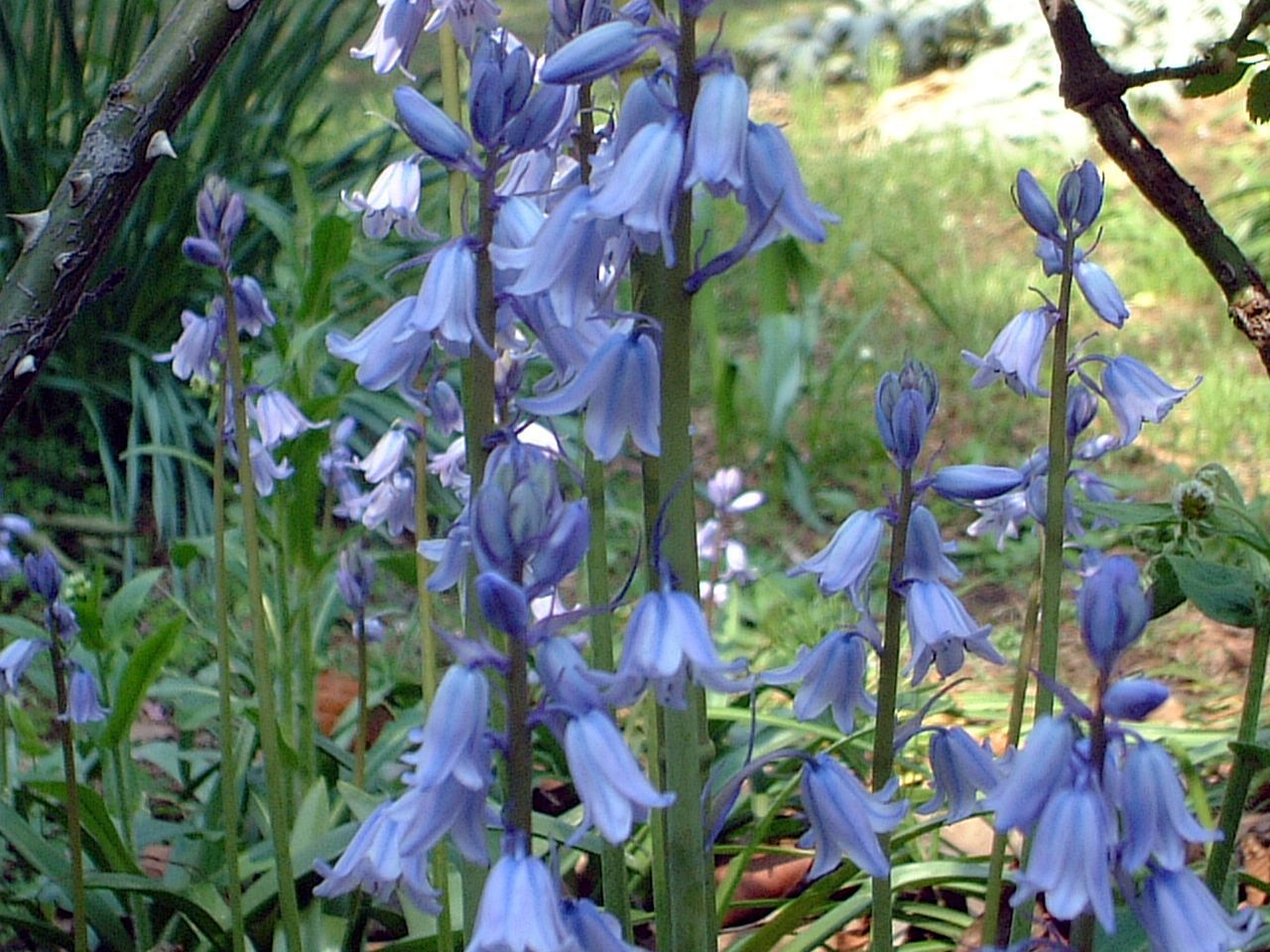 新宿御苑春の花 03年4月28日 かぎけんweb 新宿御苑春の花 03年4月28日 かぎけんweb