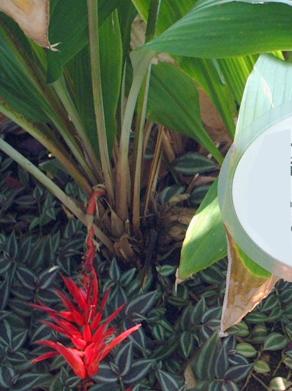 haran-ananasf(Cymbidium Urara eNana')