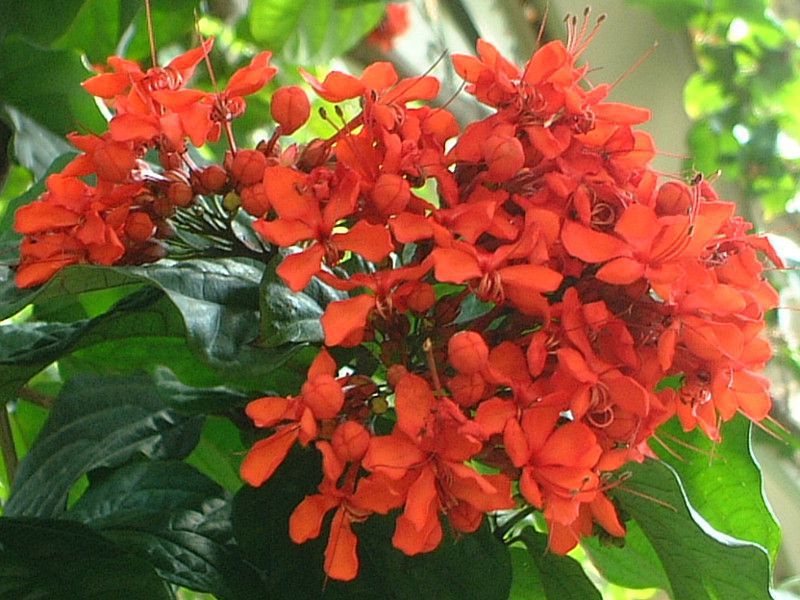 ハ行の花図鑑 ハヒフヘホ かぎけんweb