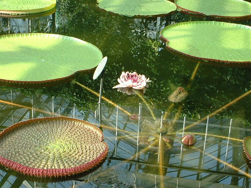 新宿御苑温室の花 1 03年4月28日 かぎけんweb 新宿御苑温室の花 1 03年4月28日 かぎけんweb
