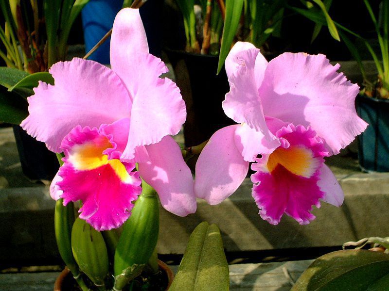 JgA(Cattleya)
