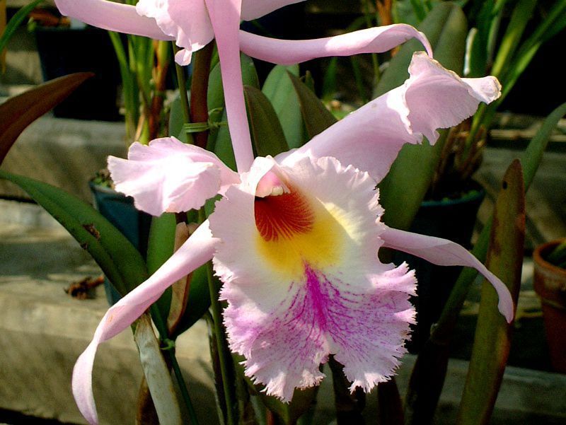 JgA(Cattleya)