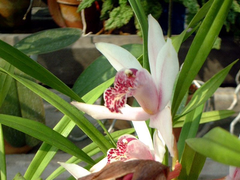 VrWE  E eiif(Cymbidium Urara eNana')