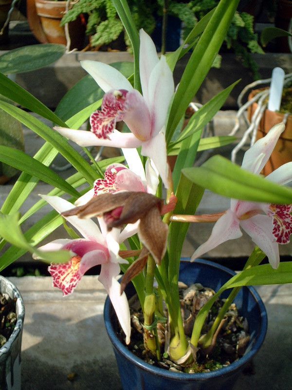 VrWE  E eiif(Cymbidium Urara eNana')