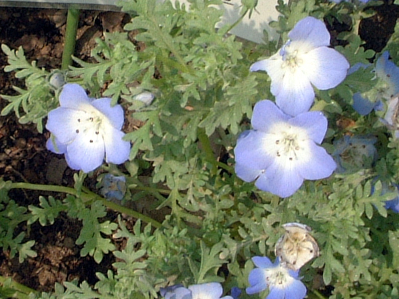 nemophila-menziesii-insignis-blue