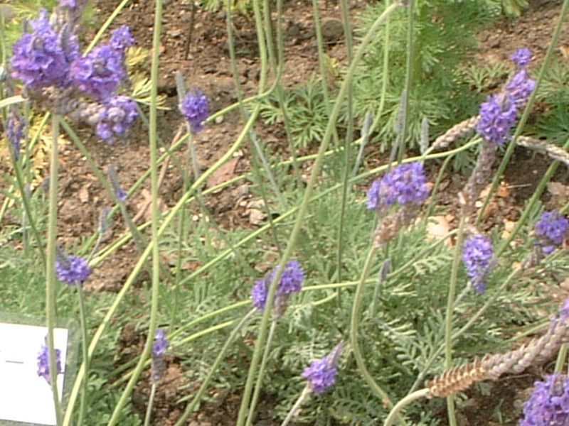 lavender-pinnata