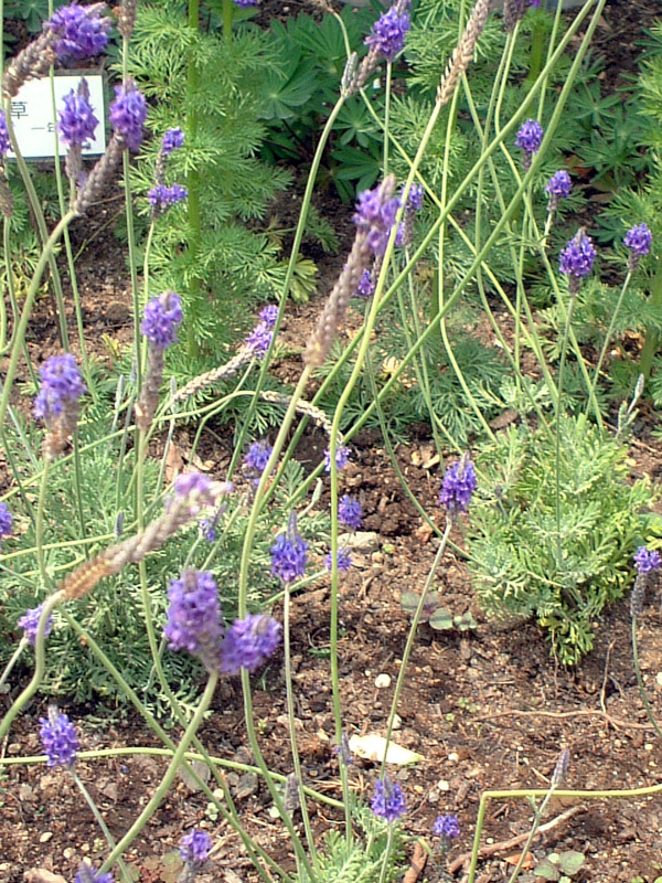 lavender-pinnata