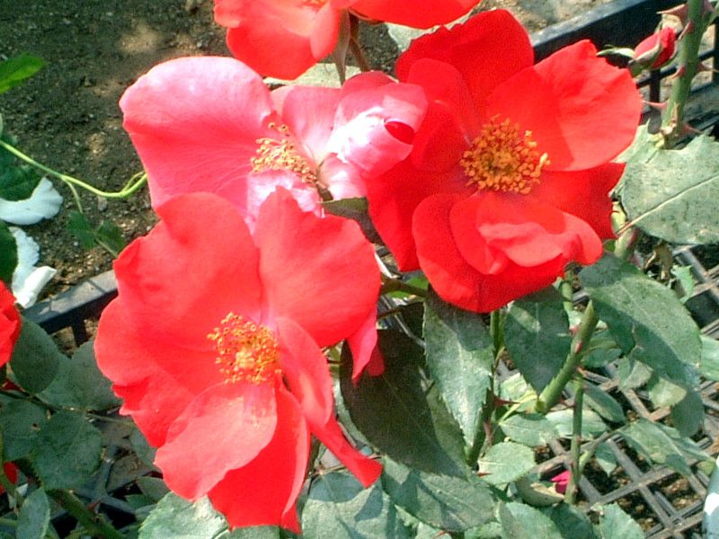 oE΂EKNErose 'EB~[' roza cv. wImi