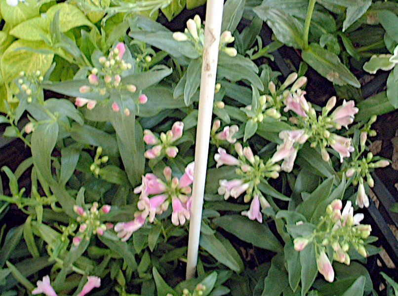 penstemon