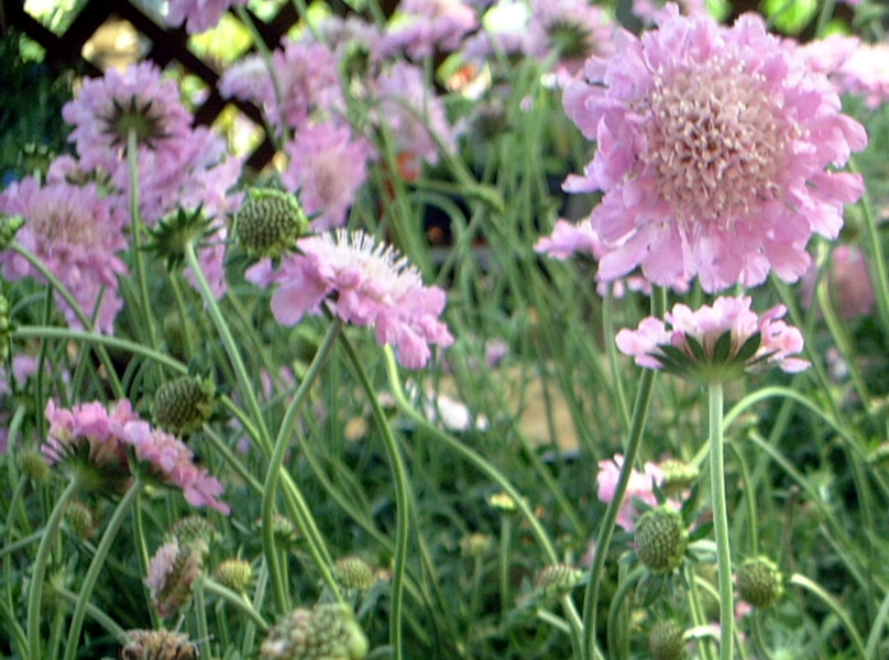 マツムシソウ(松虫草、学名:Scabiosa japonica)