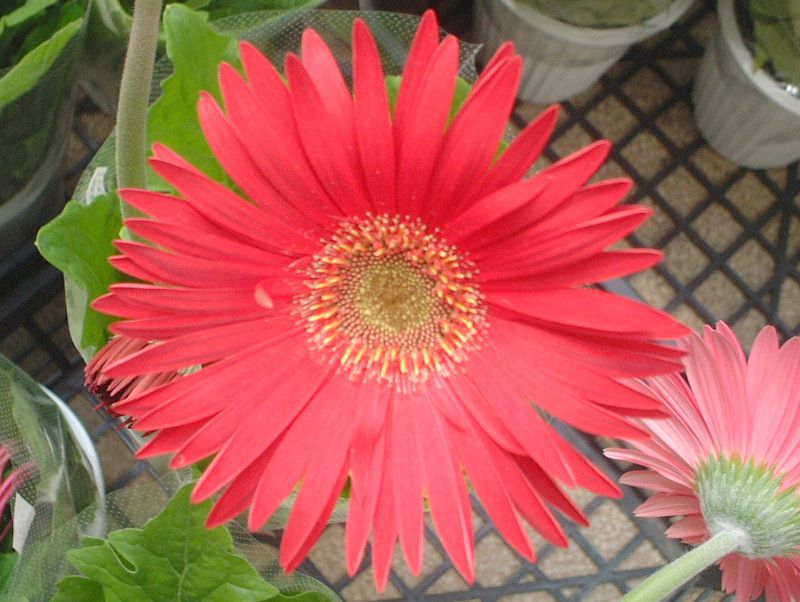 K[x(Gerbera)