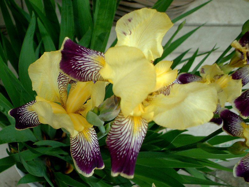 ジャーマンアイリス(German iris)【かぎけんWEB】