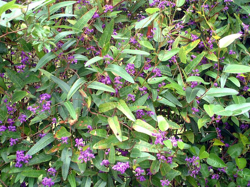 hardenbergia