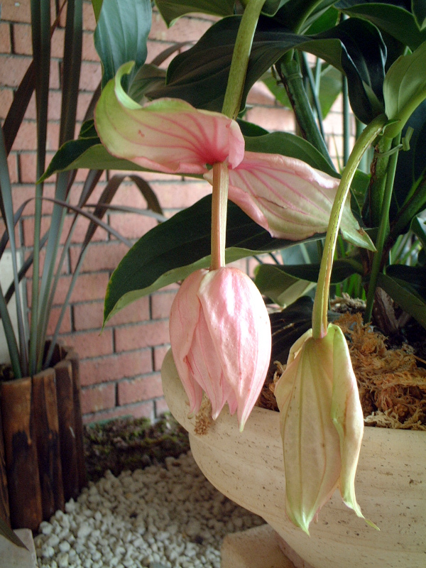 メディニラ マグニフィカ レアピンク大苗 メディニラマグニフィカ 大苗