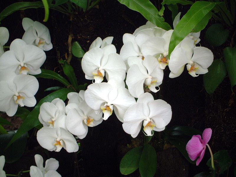 phalaenopsis