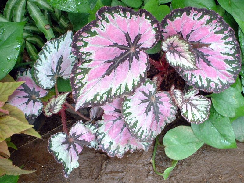 caladium
