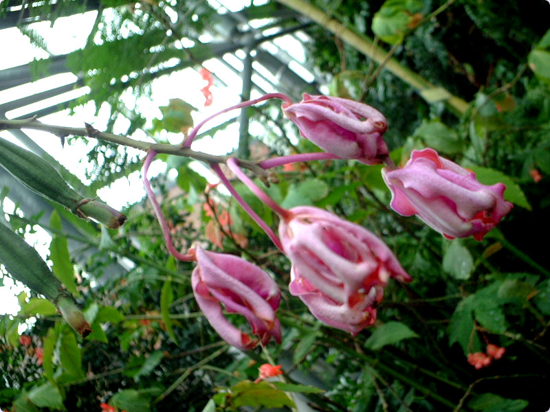 ~RtB eBrLjXiwFMyrmecophila tibicinisj