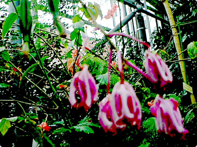 ~RtB eBrLjXiwFMyrmecophila tibicinisj