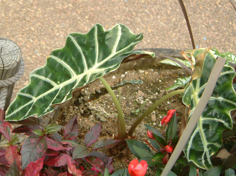 AJVAEA}]jJiAlocasia amazonica