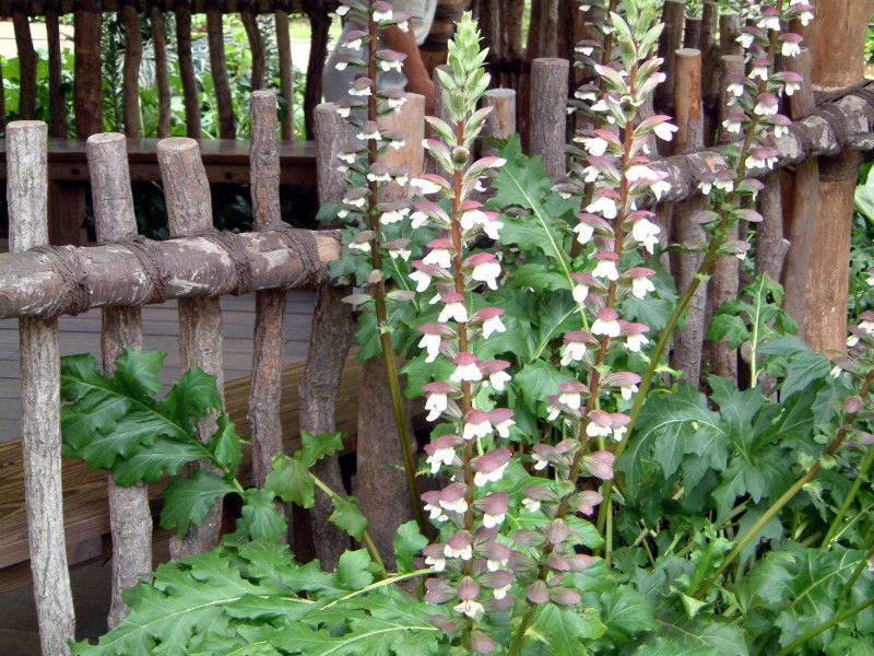AJTX(Acanthus)