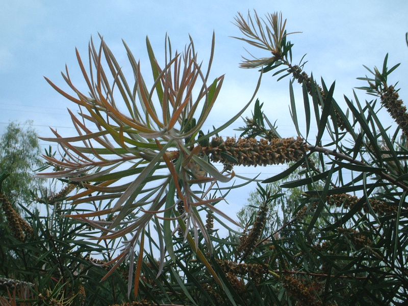 通販 クリスマスセール2024: 特集 カリステモン（Callistemon）【かぎけんWEB】 果樹