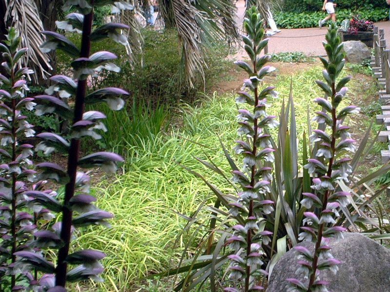 AJTX(Acanthus)