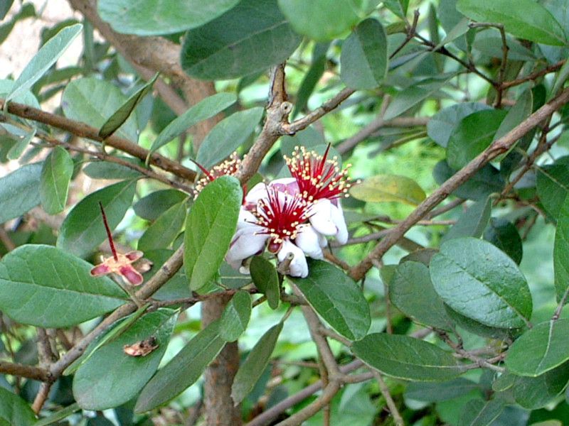 tFCWA(Feijoa)