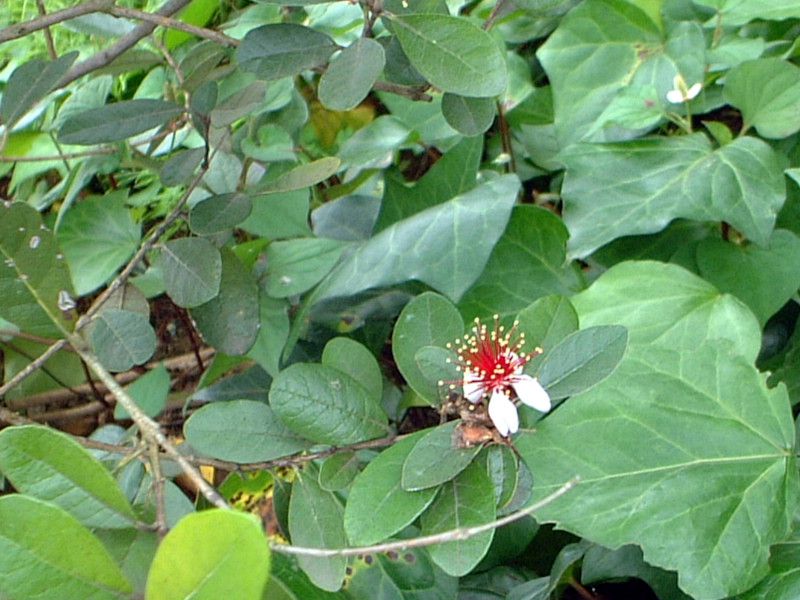 tFCWA(Feijoa)