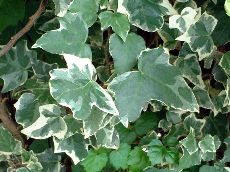 ACr[(Ivy)