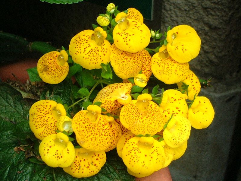 JZIA(Calceolaria)