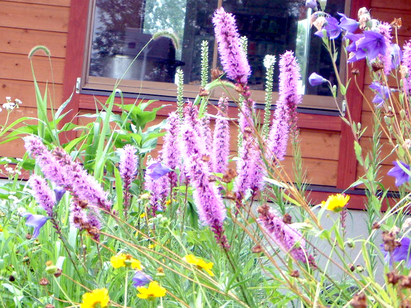 AgX(Liatris)