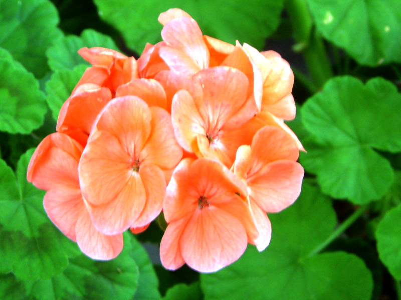[jE(Geranium)