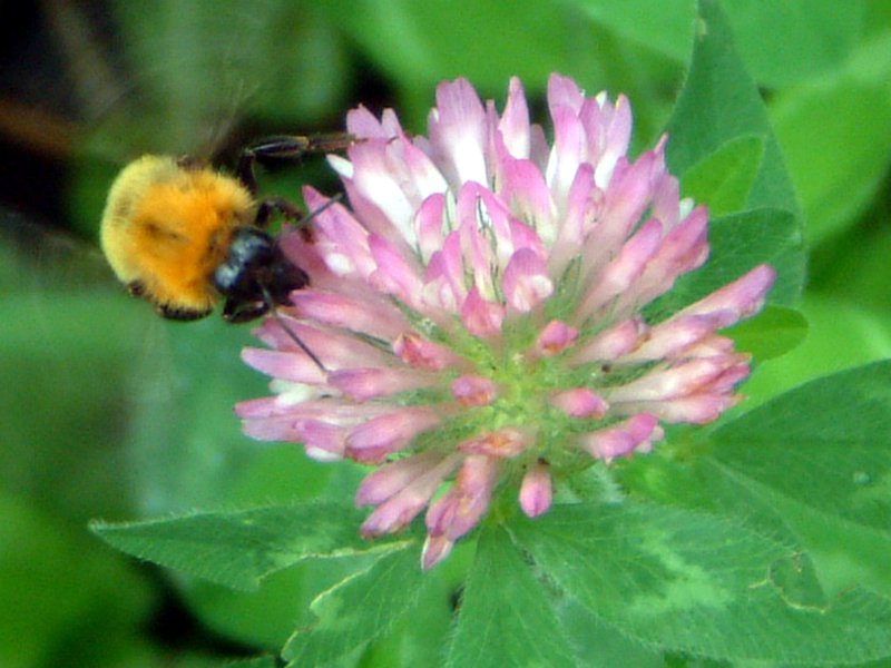 クマバチ 熊蜂 かぎけんweb