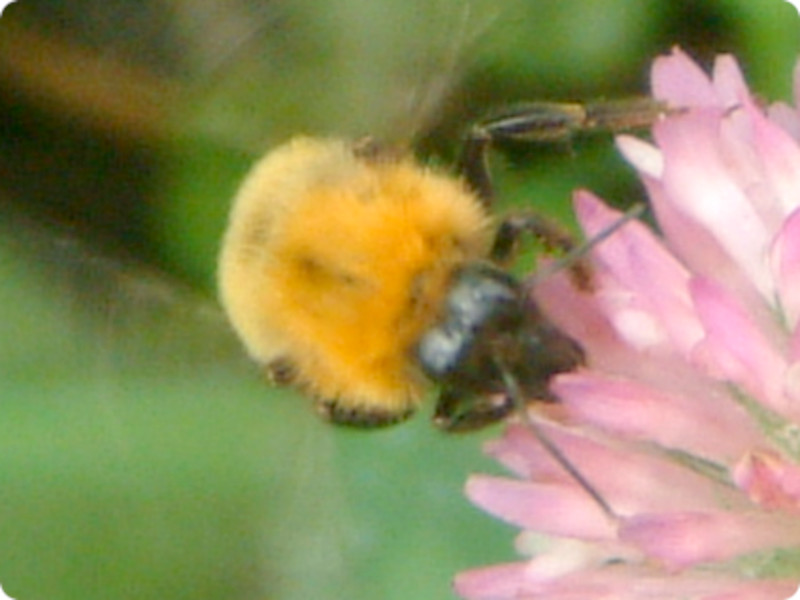 g}nio`iBombus (Megabombusj