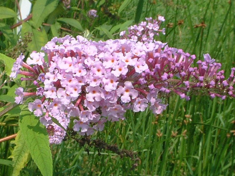 ブッドレア Buddleja かぎけんweb