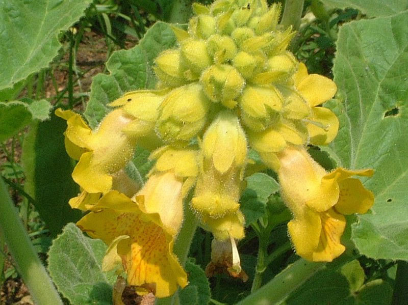 キバナツノゴマ 黄花角胡麻 かぎけんweb