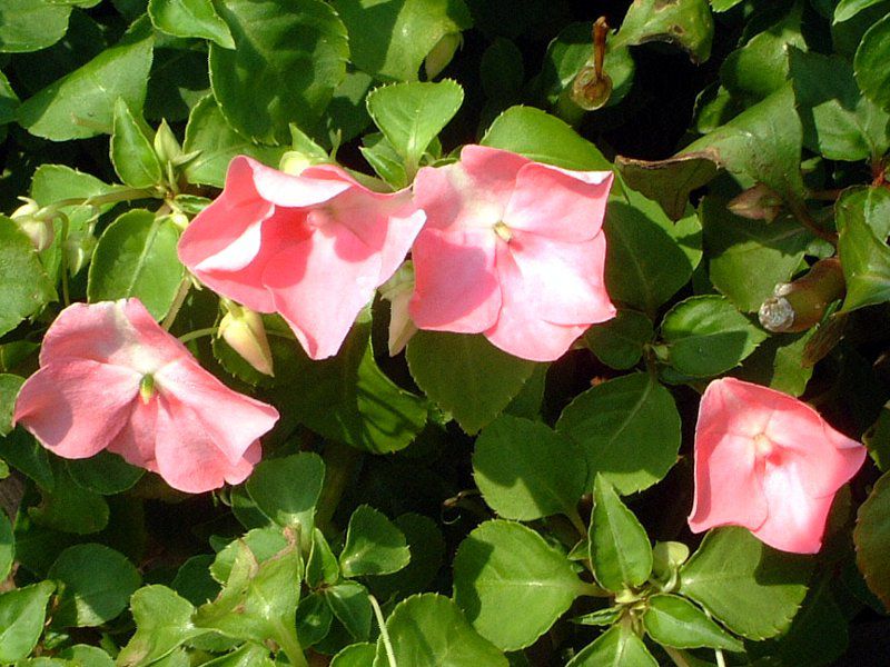 impatiens