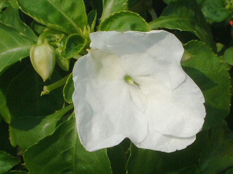 impatiens