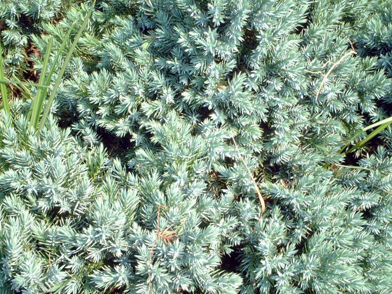WjyXu[X^[(Juniperus Blue Star)