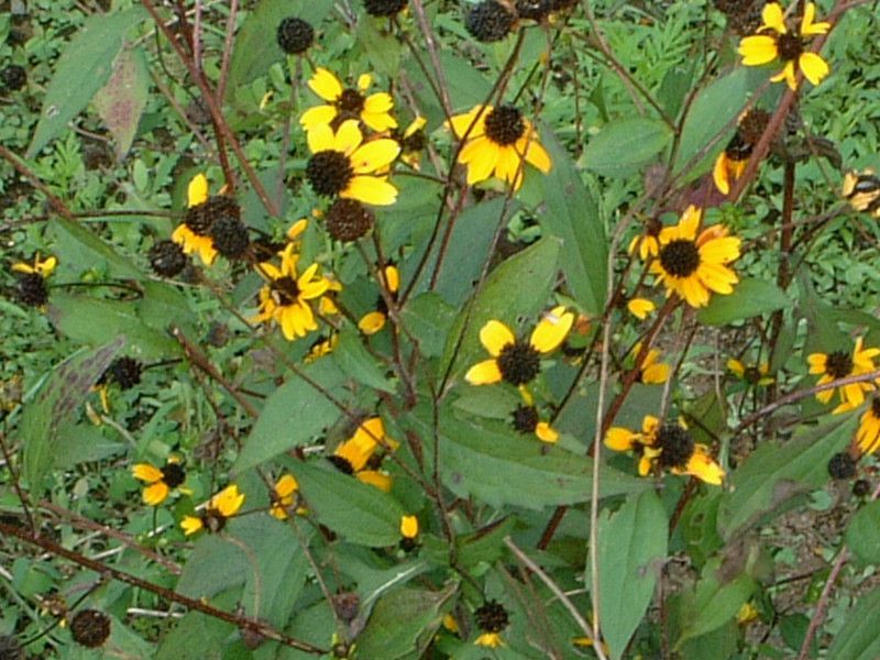 rudbeckia-triloba