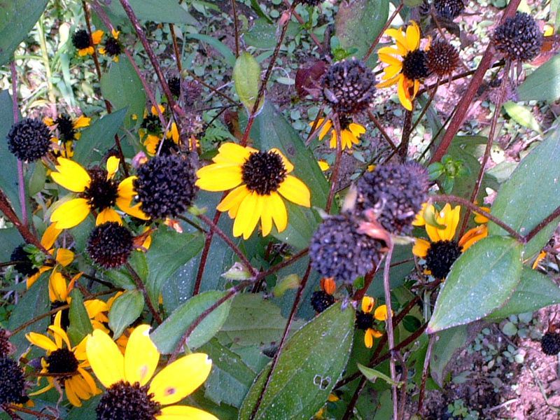 rudbeckia-triloba