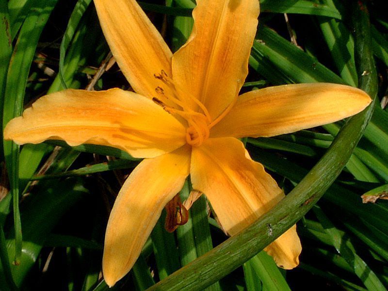 wJX(Hemerocallis)