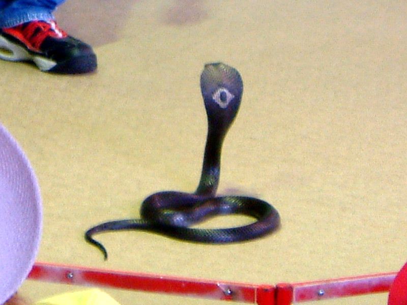 mNRuiMonocled Cobraj