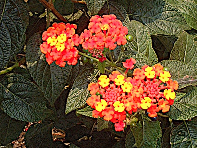 �����^�i(Lantana)