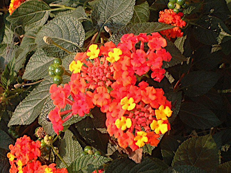 �����^�i(Lantana)