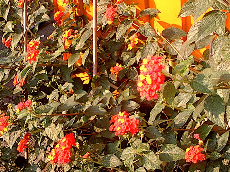 �����^�i(Lantana)