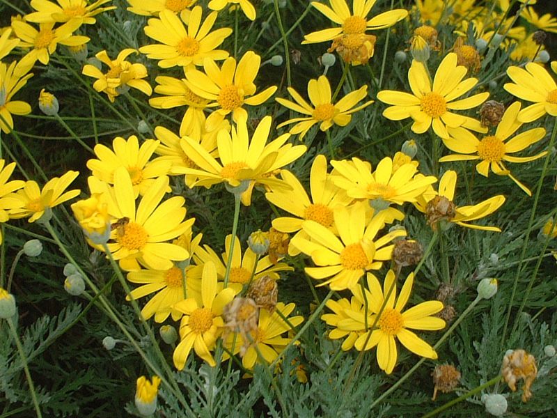 ���[���I�v�X�f�[�W�[(Euryops daisy)