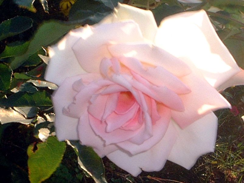 �o���i�K�N�j